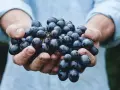 Hände halten dunkle Trauben, die für einen intensiven appassimento Wein bestimmt sind.