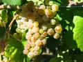 Reife, goldgelbe Trauben hängen an einem Rebstock. Diese Trauben sind die Grundlage für einen köstlichen greco Wein.