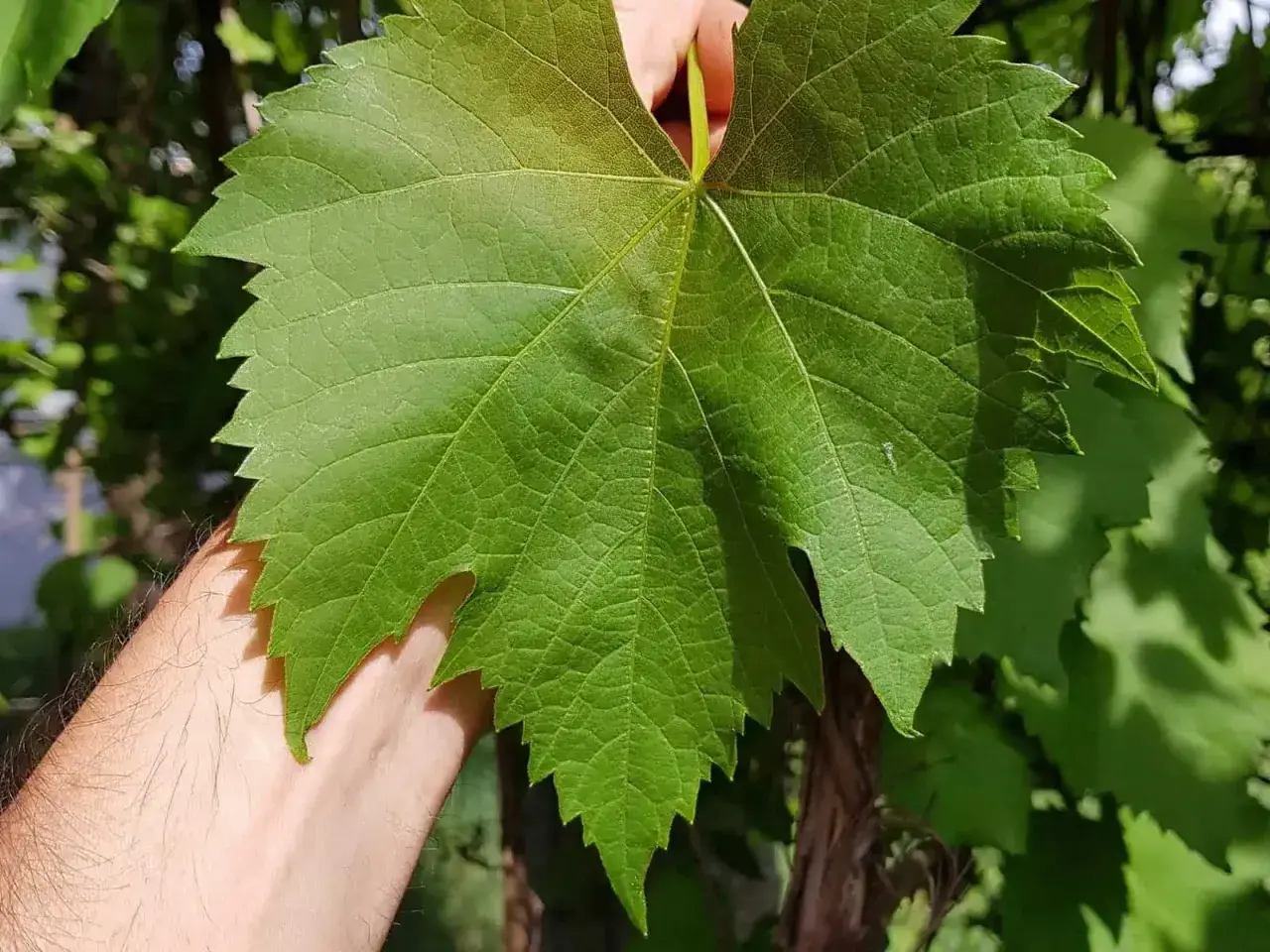 Eine Hand hält ein großes, grünes Blatt von Vitis vinifera. Die Adern sind deutlich sichtbar, die Ränder gezackt.