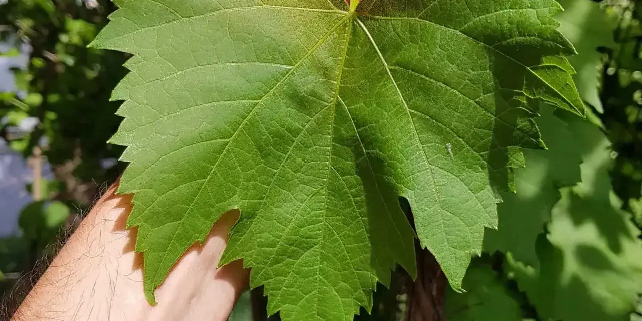 Eine Hand hält ein großes, grünes Blatt von Vitis vinifera. Die Adern sind deutlich sichtbar, die Ränder gezackt.
