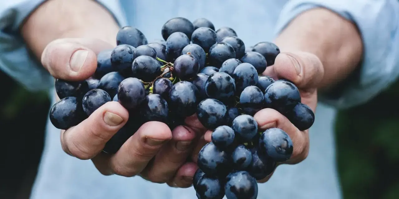 Hände halten dunkle Trauben, die für einen intensiven appassimento Wein bestimmt sind.