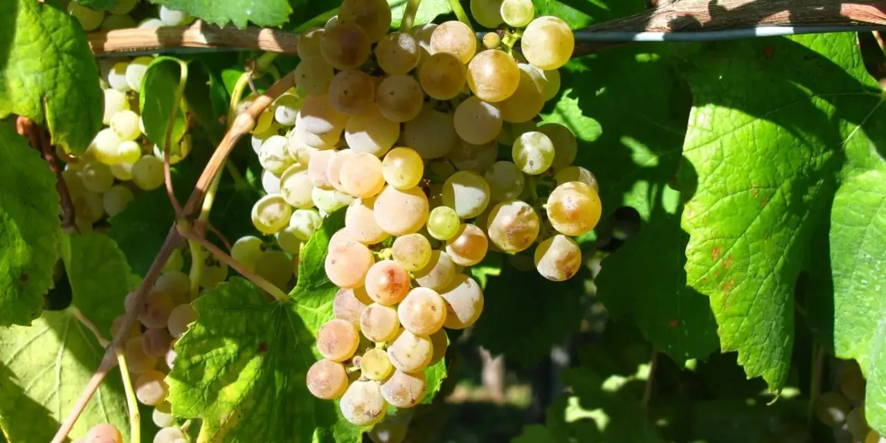 Reife, goldgelbe Trauben hängen an einem Rebstock. Diese Trauben sind die Grundlage für einen köstlichen greco Wein.