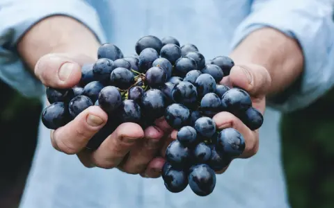 Hände halten dunkle Trauben, die für einen intensiven appassimento Wein bestimmt sind.