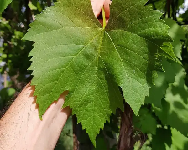 Eine Hand hält ein großes, grünes Blatt von Vitis vinifera. Die Adern sind deutlich sichtbar, die Ränder gezackt.