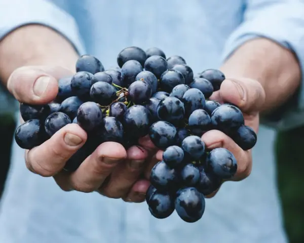 Hände halten dunkle Trauben, die für einen intensiven appassimento Wein bestimmt sind.