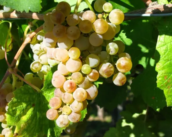 Reife, goldgelbe Trauben hängen an einem Rebstock. Diese Trauben sind die Grundlage für einen köstlichen greco Wein.