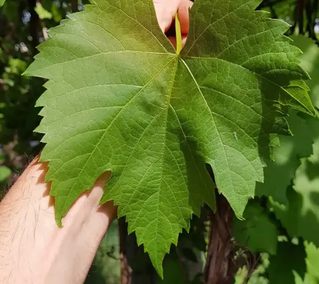 Eine Hand hält ein großes, grünes Blatt von Vitis vinifera. Die Adern sind deutlich sichtbar, die Ränder gezackt.