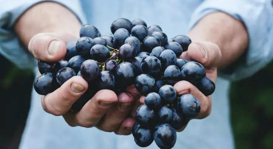 Hände halten dunkle Trauben, die für einen intensiven appassimento Wein bestimmt sind.