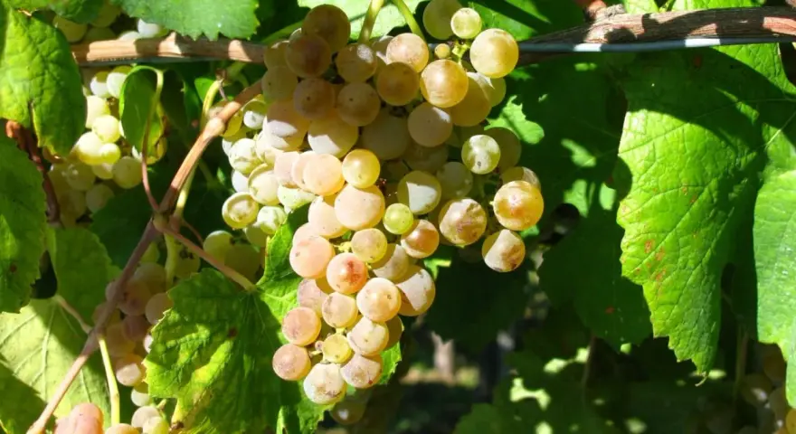 Reife, goldgelbe Trauben hängen an einem Rebstock. Diese Trauben sind die Grundlage für einen köstlichen greco Wein.