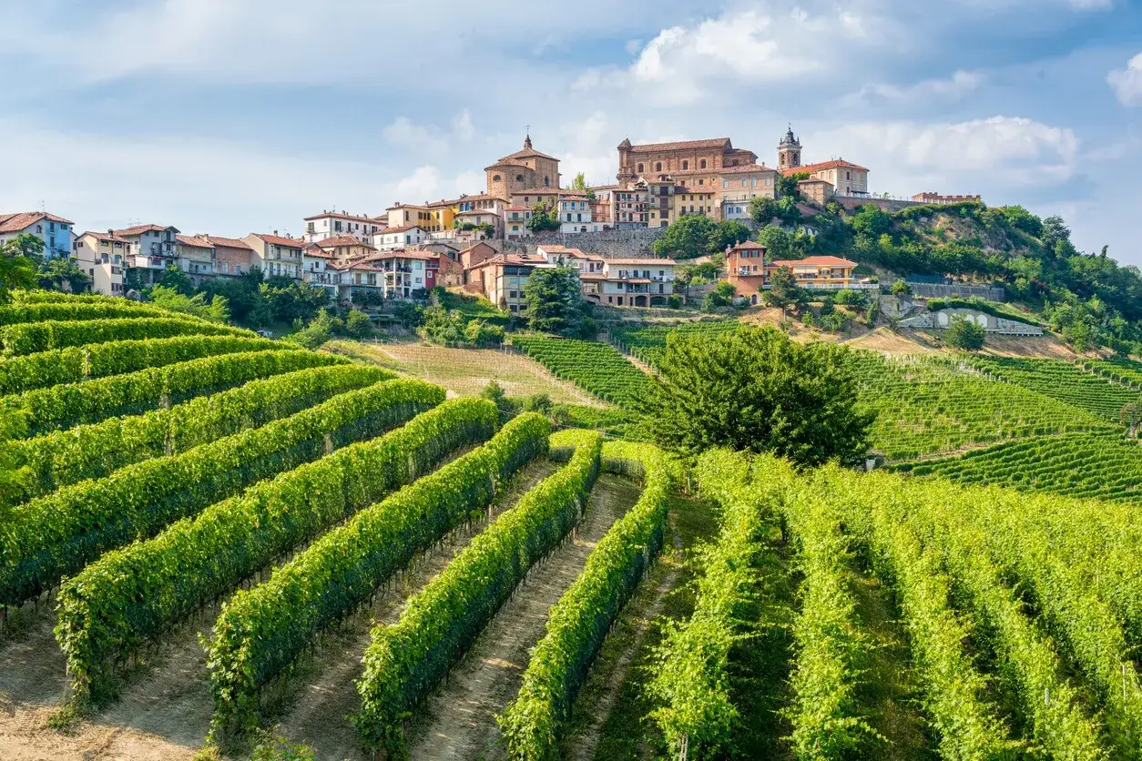 Grüne Weinberge erstrecken sich vor einer malerischen italienischen Stadt auf einem Hügel, wo der berühmte Nebbiolo Wein wächst.