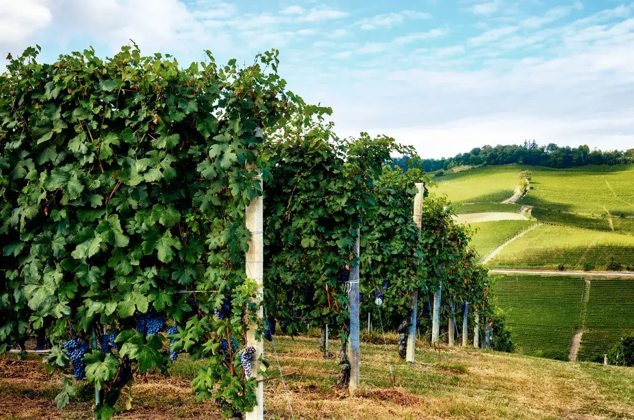Reife blaue Trauben h&auml;ngen an &uuml;ppigen Rebst&ouml;cken, die sich &uuml;ber sanfte, gr&uuml;ne H&uuml;gel erstrecken. Ein Bild, das die autochthone Bedeutung von Weinbergen und ihrer Ernte einf&auml;ngt.