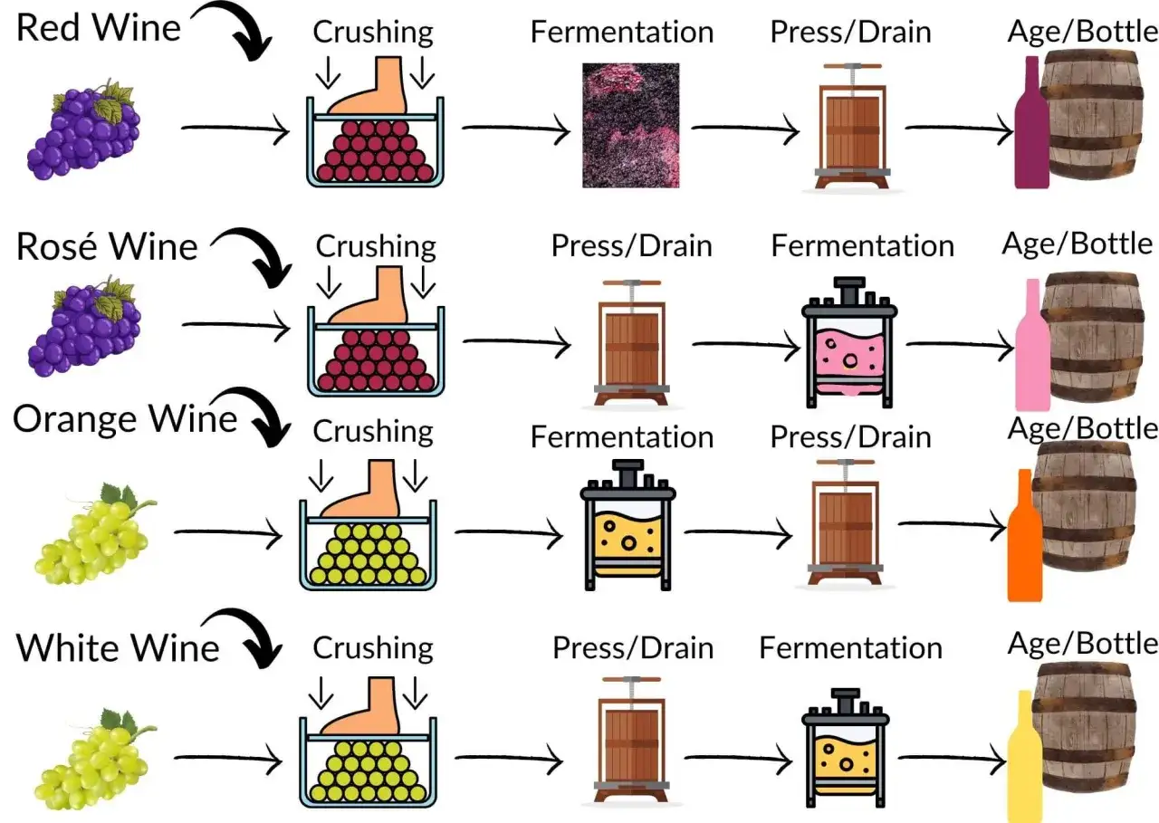 Schema zeigt die Weinherstellung: Rotwein, Rosé, Orange und Weißwein. Die Mazeration, die Bedeutung der Hautkontaktzeit, beeinflusst die Farbe und Aromen.