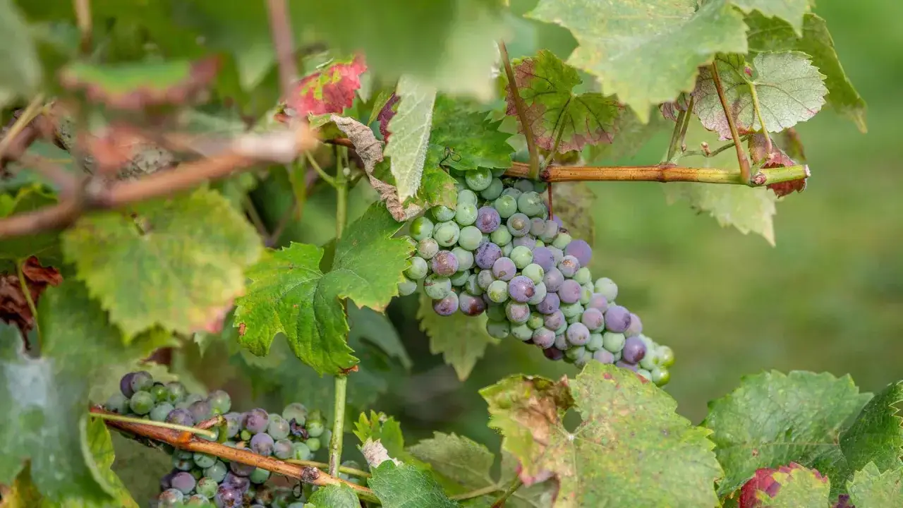 Reife Trauben an einem Rebstock, die Vielfalt der wein rebsorten zeigt sich in den grünen und violetten Beeren.