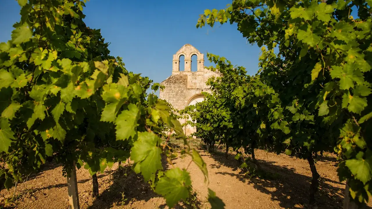 Reben vor einer alten Ruine. Was bedeutet Primitivo bei Wein? Die Traube, die oft in S&uuml;ditalien w&auml;chst, gibt vollmundige, fruchtige Rotweine.