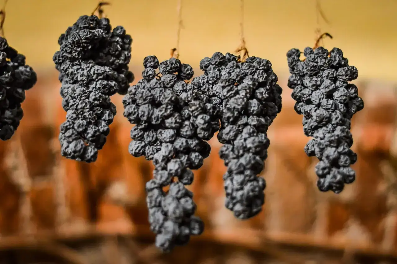 Getrocknete Trauben hängen an Schnüren, bereit für die Herstellung von appassimento Wein.