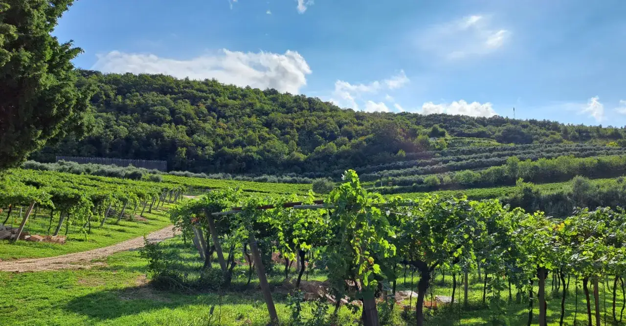 Grüne Weinreben erstrecken sich über sanfte Hügel in Venetien. Olivenbäume und üppige Wälder bilden die Kulisse für diesen malerischen Anblick von Venetien Wein.