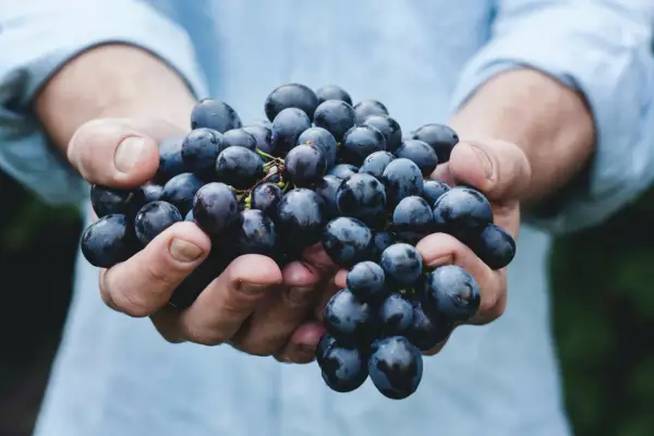 Hände halten dunkle Trauben, die für einen intensiven appassimento Wein bestimmt sind.